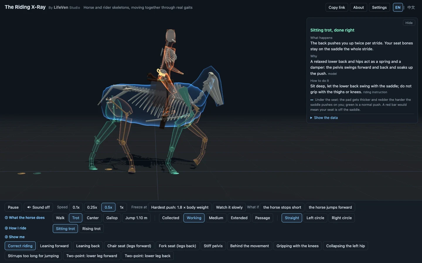 See-through skeletons of a horse and rider in working trot, with the explanation card for sitting trot